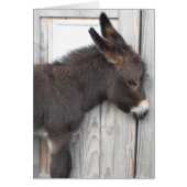 Little Chocolate Donkey (Front)