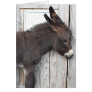 Little Chocolate Donkey