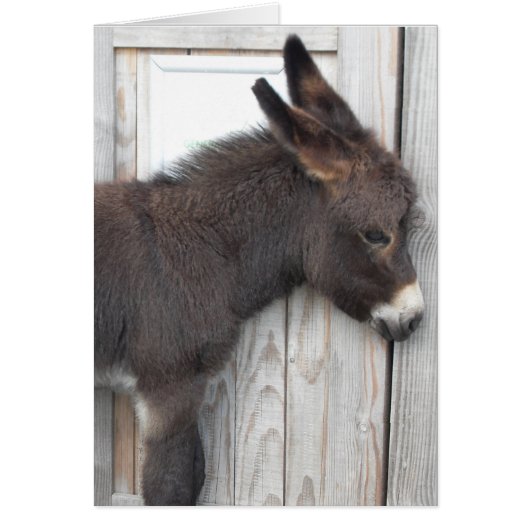 Little Chocolate Donkey Cards (Front)