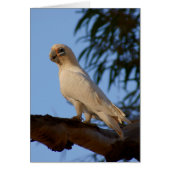 little Corella (Front)