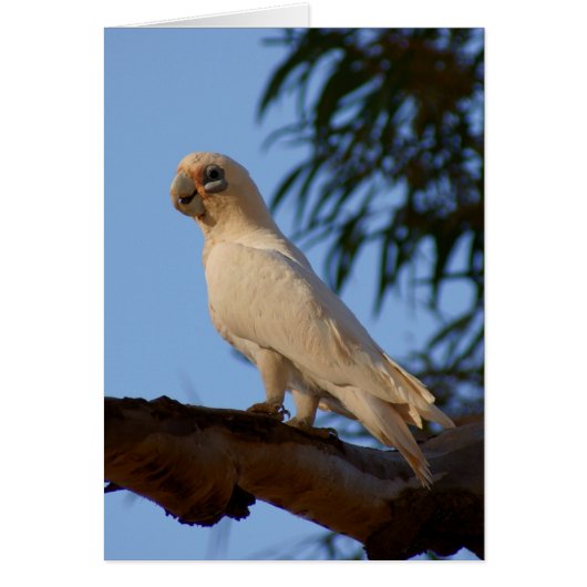 little Corella Cards (Front)
