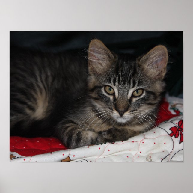 Little Cozy Kitten Christmas Poster (Front)