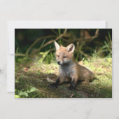 Little Cub Red Fox (Front)