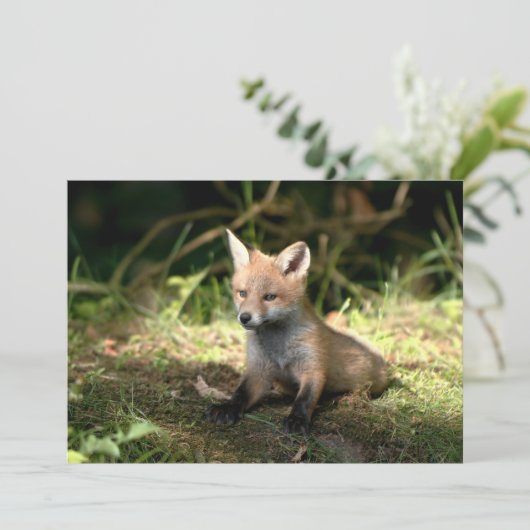 Little Cub Red Fox (Standing Front)