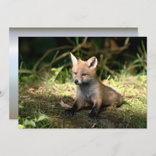 Little Cub Red Fox (Front/Back)