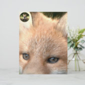 Little Cub Red Fox (Standing Front)