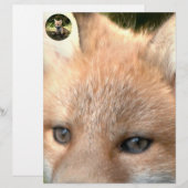 Little Cub Red Fox (Front/Back)