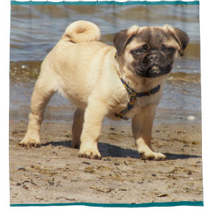 little cute baby pug shower curtain