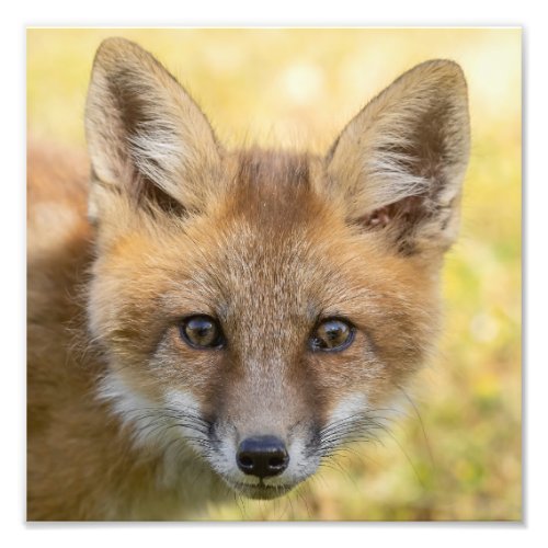 Little Cutie Fox Portrait Photo Print