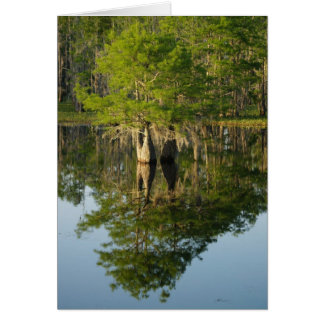 Little Cypress 1 Cards