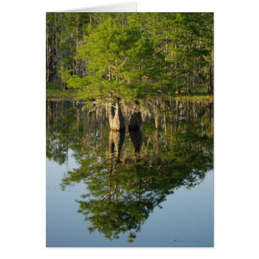 Little Cypress 1 Cards (Front)