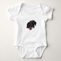 Little Dachshund Dog