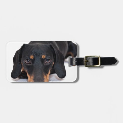 Little Dachshund Luggage Tag