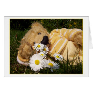 little Daisy Bear Cards