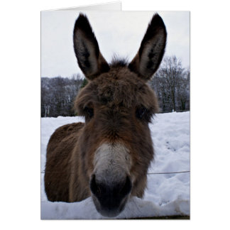 Little Donkey Cards