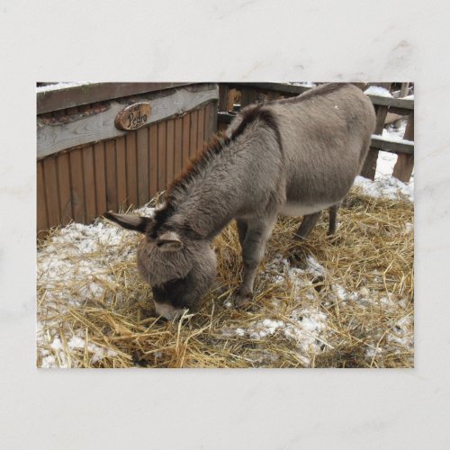 Little Donkey Christmas Holiday Postcard