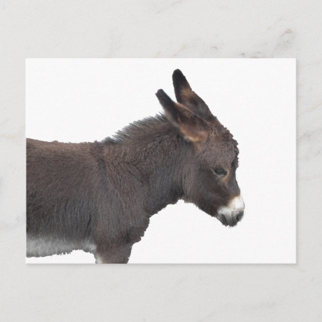 Little Donkey Postcard (Front)