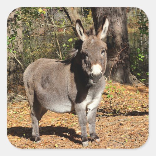 Little Donkey Square Sticker