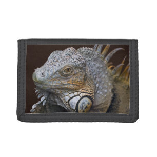 Little Dragon Wallet