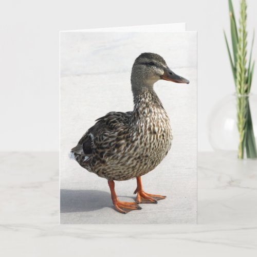 Little Duck Card