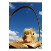 little duckling (Front)