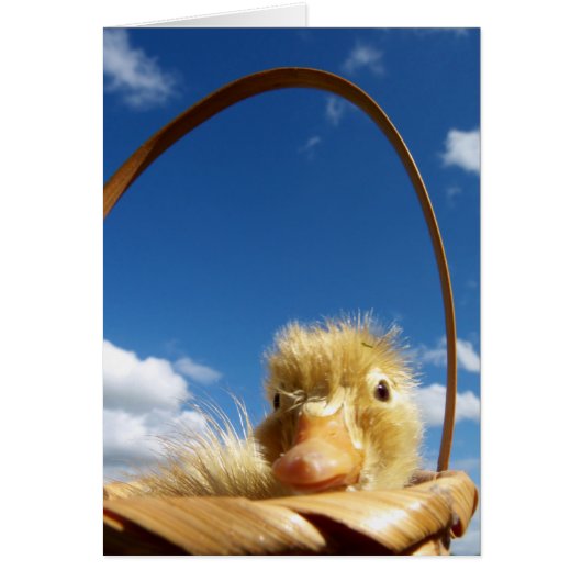 little duckling cards (Front)