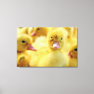 Little Ducks Canvas Print