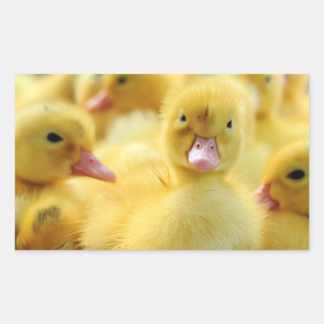 Little Ducks Rectangular Sticker (Front)