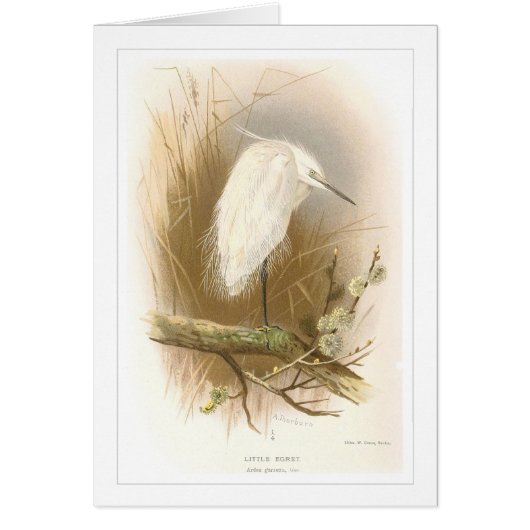 Little Egret Cards (Front)