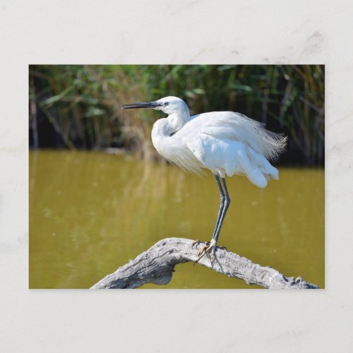 Little egret perched on branch postcard