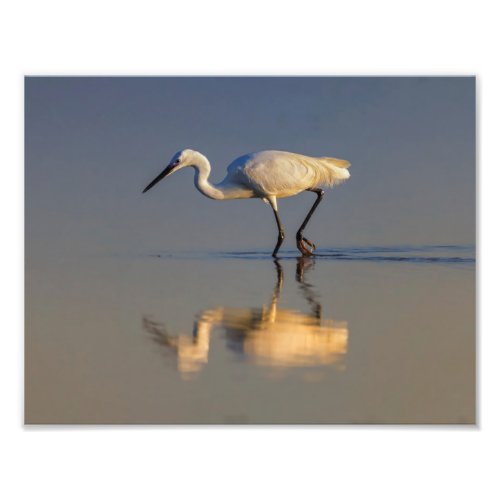 Little egret photo print