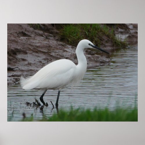 Little Egret Poster