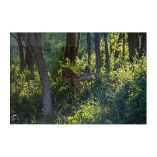 Little fawn, big adventure acrylic print
