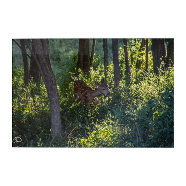 Little fawn, big adventure acrylic print (Front)