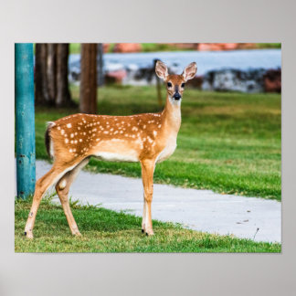 Little Fawn Poster