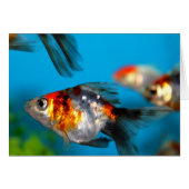 Little Fish (Front Horizontal)