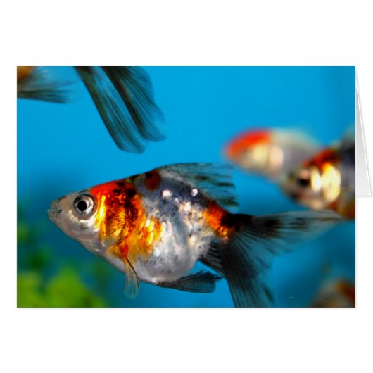Little Fish Cards (Front Horizontal)