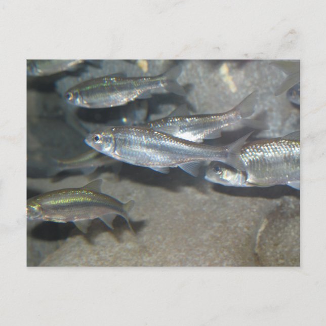 little fish postcard (Front)