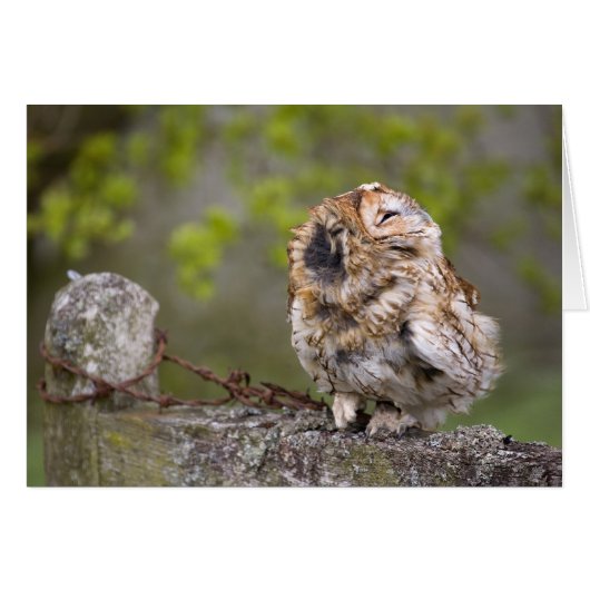 Little Fluff Ball Cards (Front Horizontal)
