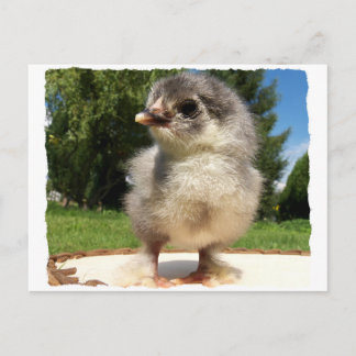 little fluffy chick postcard