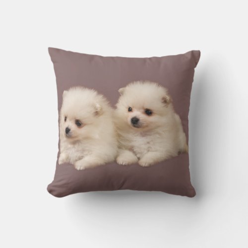 Little Fluffy White Pomeranian Puppies Pillow