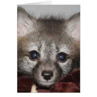 Little Fox Cards