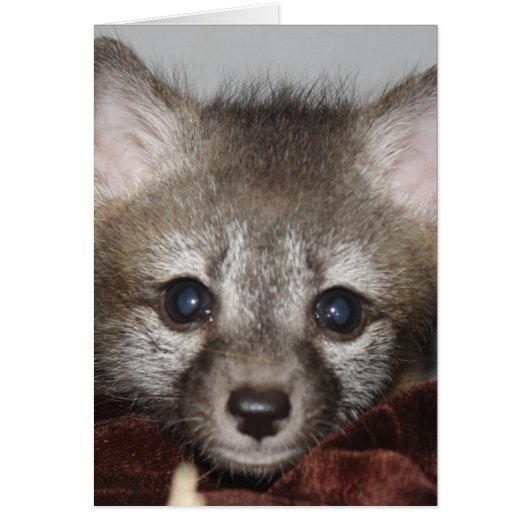 Little Fox Cards (Front)