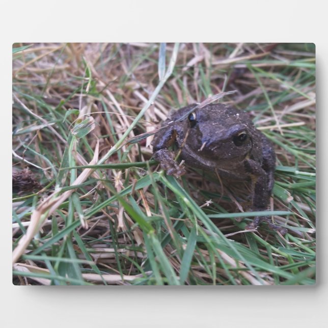 Little frog plaque (Front)