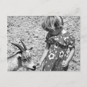 Little Girl Feeding a Goat Sunflower Seeds 1971 Postcard