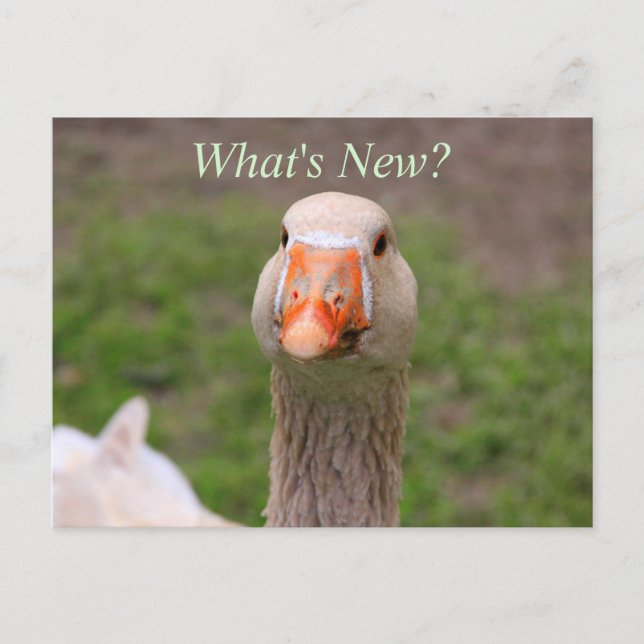 Little Goose Postcard (Front)