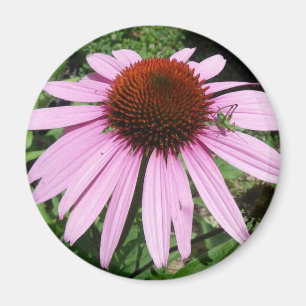 Little Grasshopper on a Purple Flower Magnet