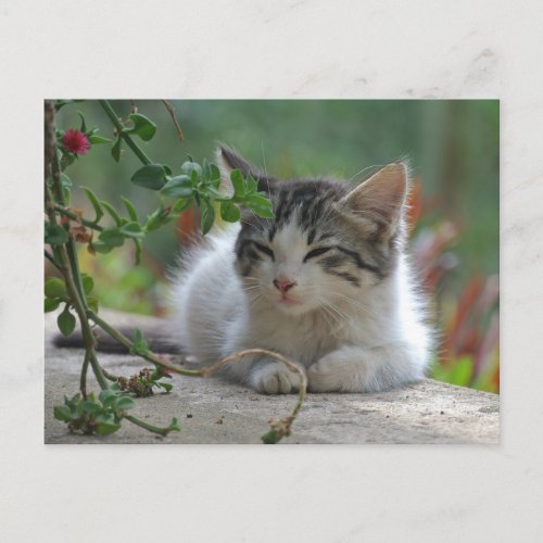 Little Gray and White Kitten Postcard