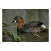 Little Grebe (Front Horizontal)