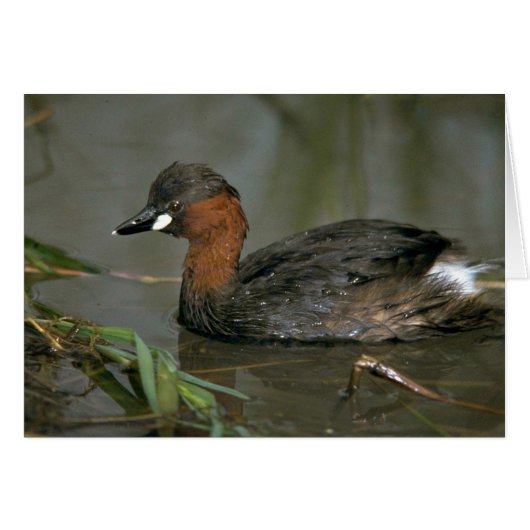 Little Grebe Cards (Front Horizontal)